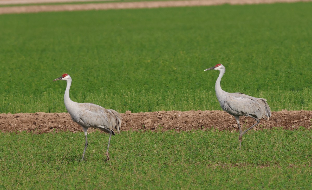 Grulla Canadiense - ML647270762
