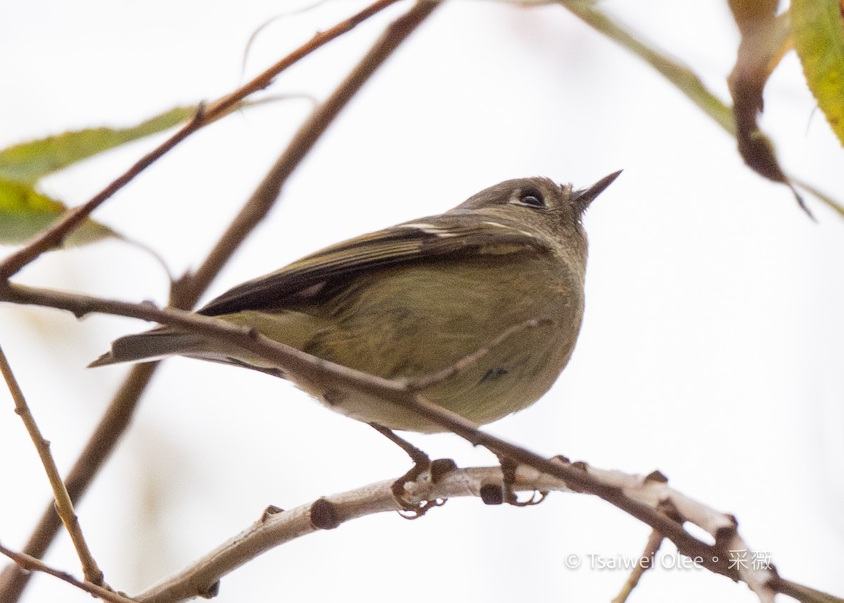 Erregetxo mottogorria - ML647270768