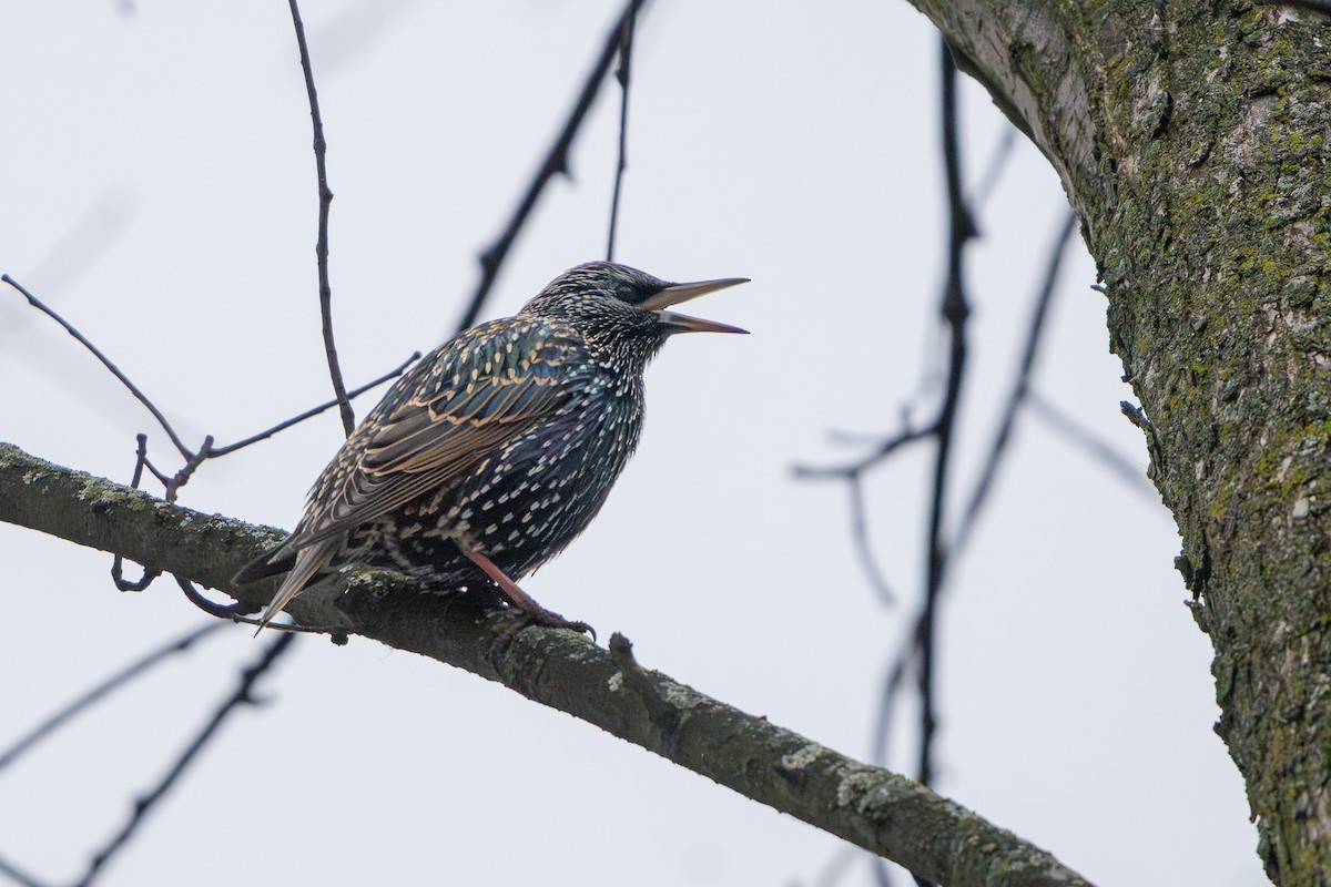 European Starling - ML647270769
