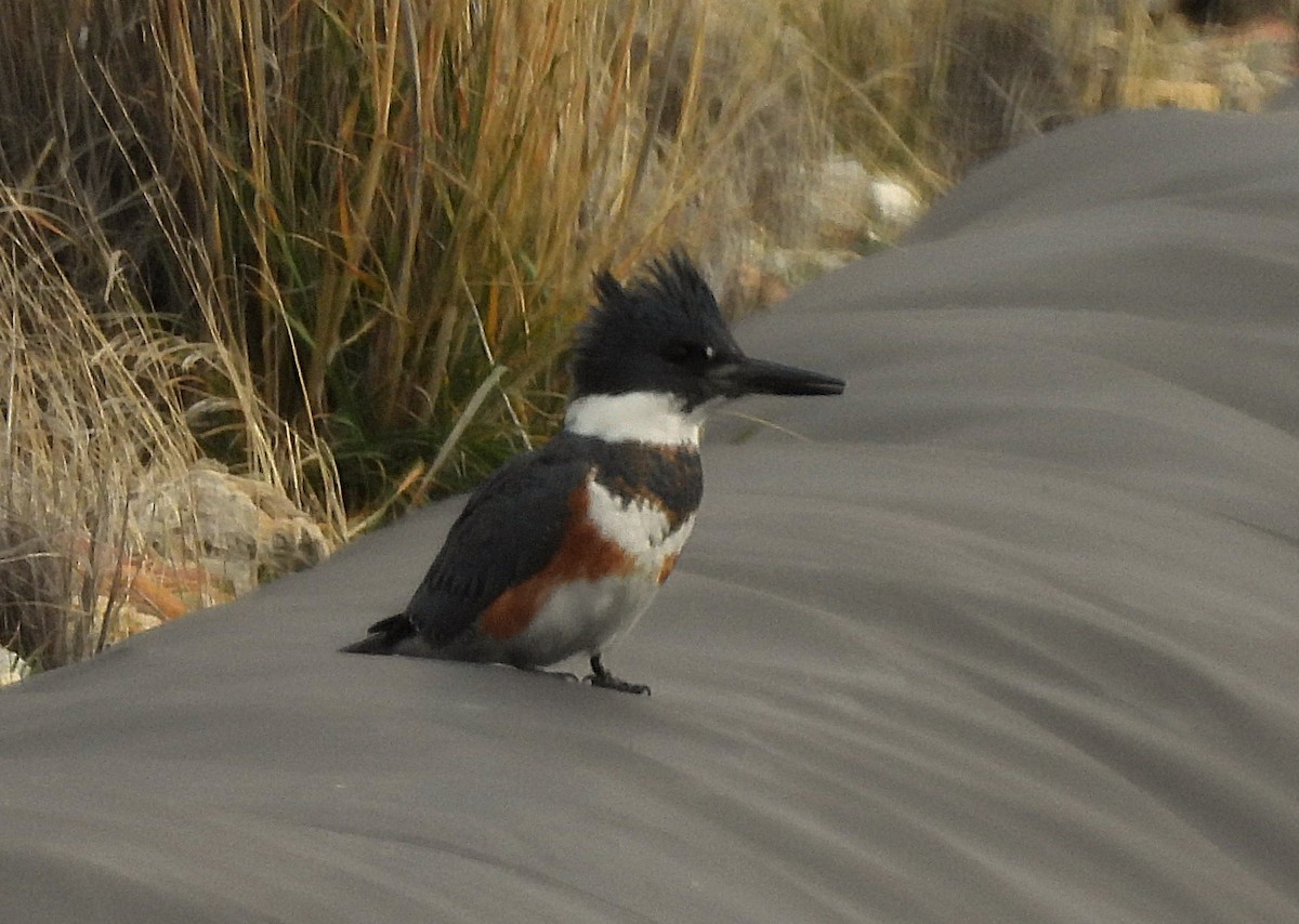 Belted Kingfisher - ML647270771