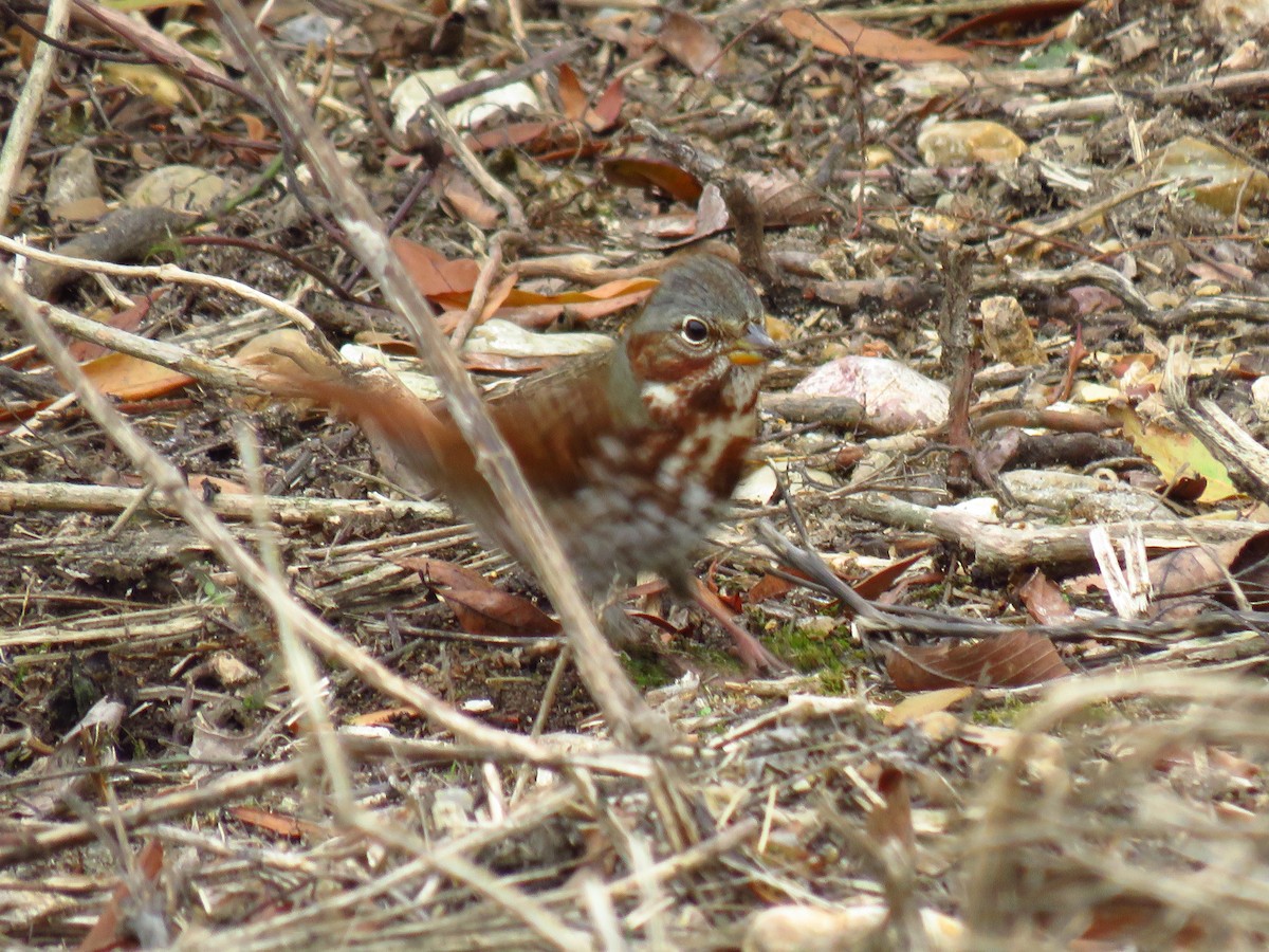 Fox Sparrow - ML647270777