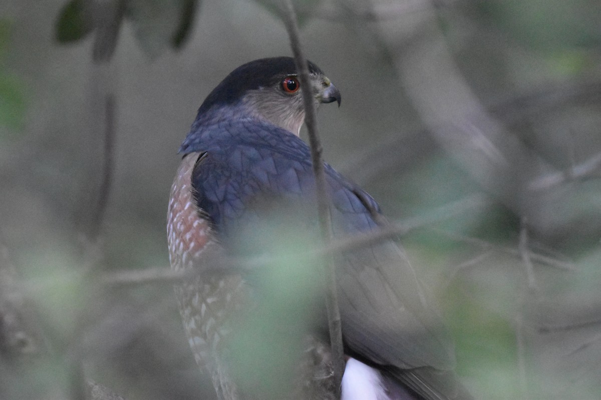 Cooper's Hawk - ML647270778