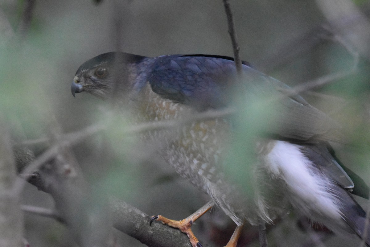 Cooper's Hawk - ML647270779