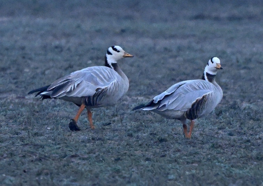 Гуска гірська - ML647270781