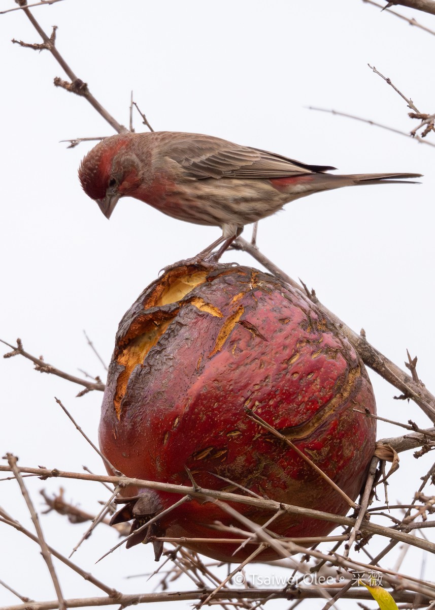 Burugorri arrunta - ML647270784