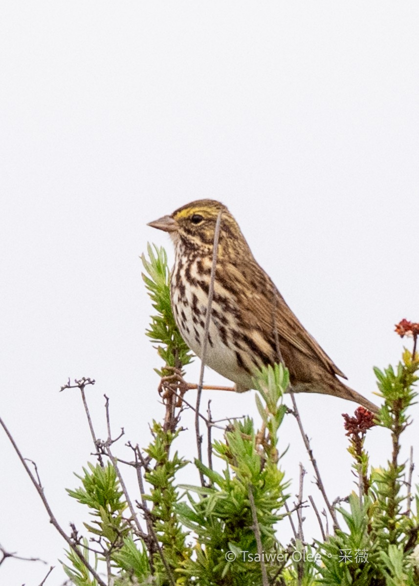 Savannah Sparrow - ML647270802