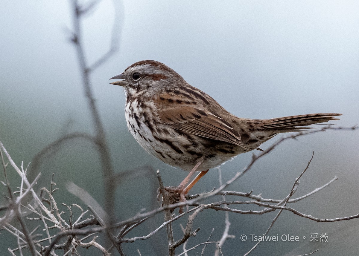 Song Sparrow - ML647270803