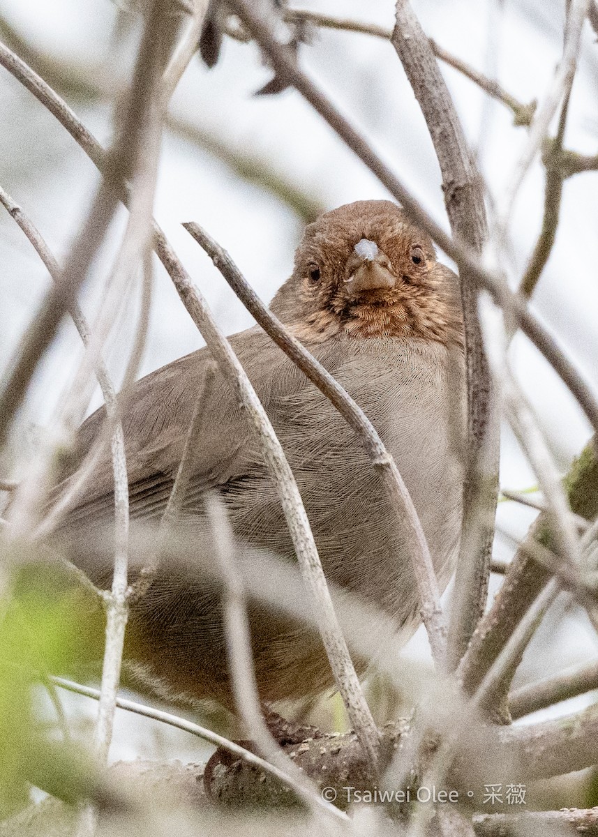 California Towhee - ML647270810