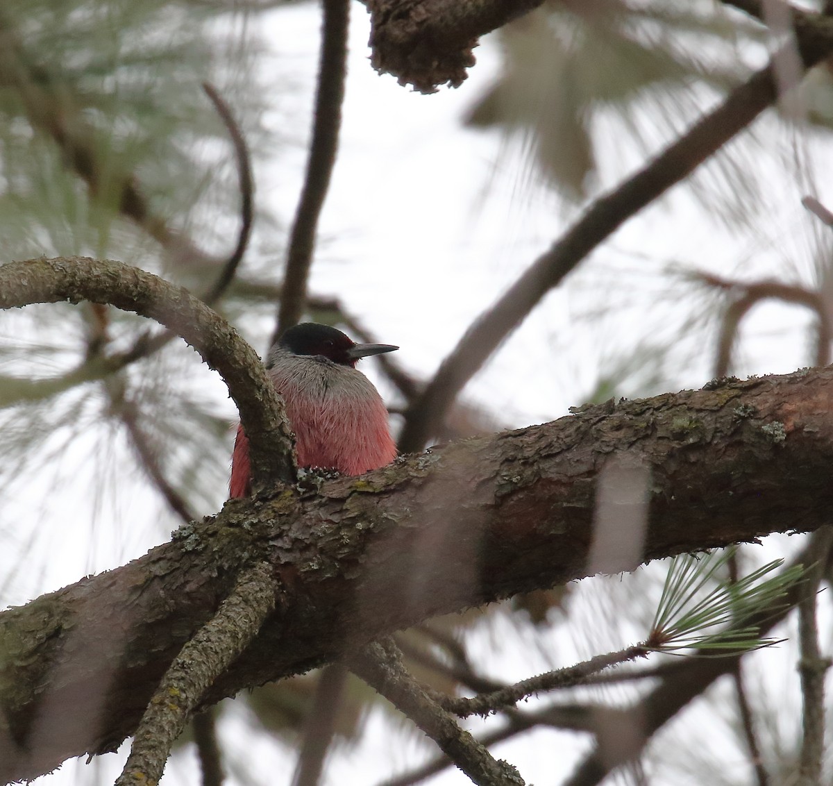 Blutgesichtspecht - ML647270816