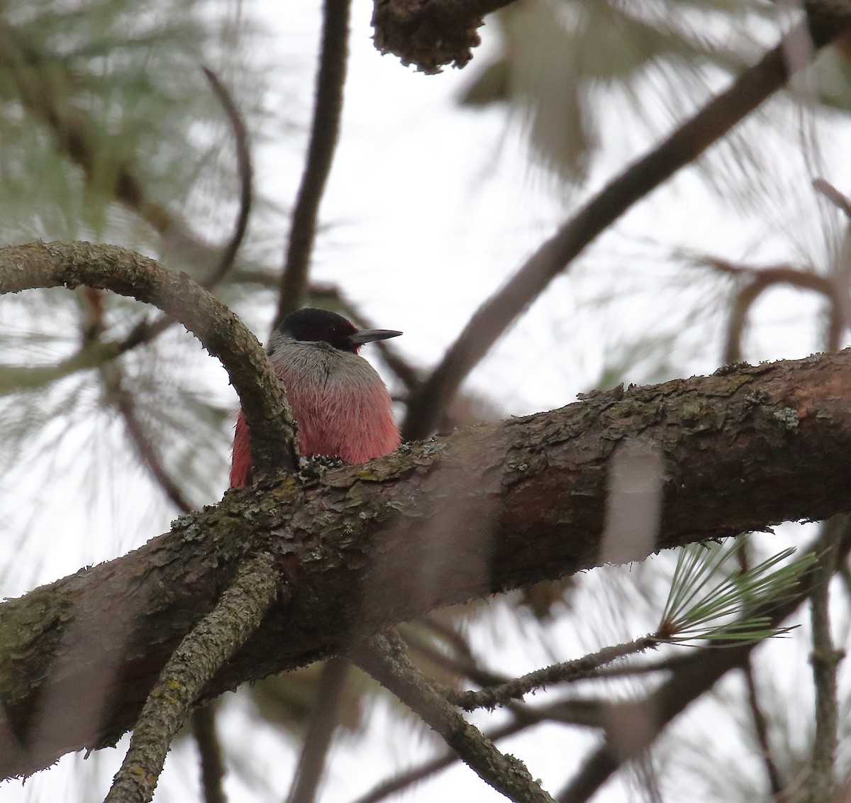 Blutgesichtspecht - ML647270817