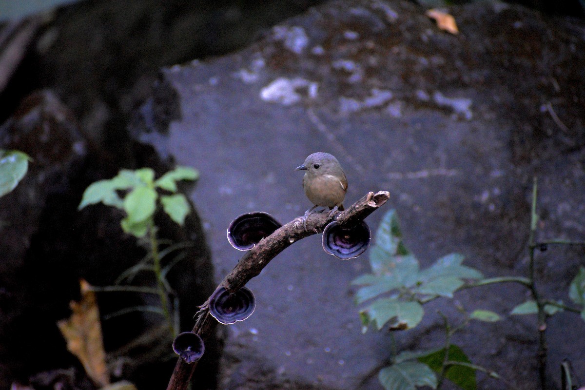 Brown-cheeked Fulvetta - ML647270822