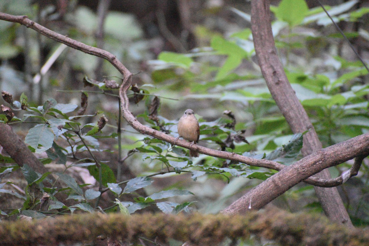 Brown-cheeked Fulvetta - ML647270823