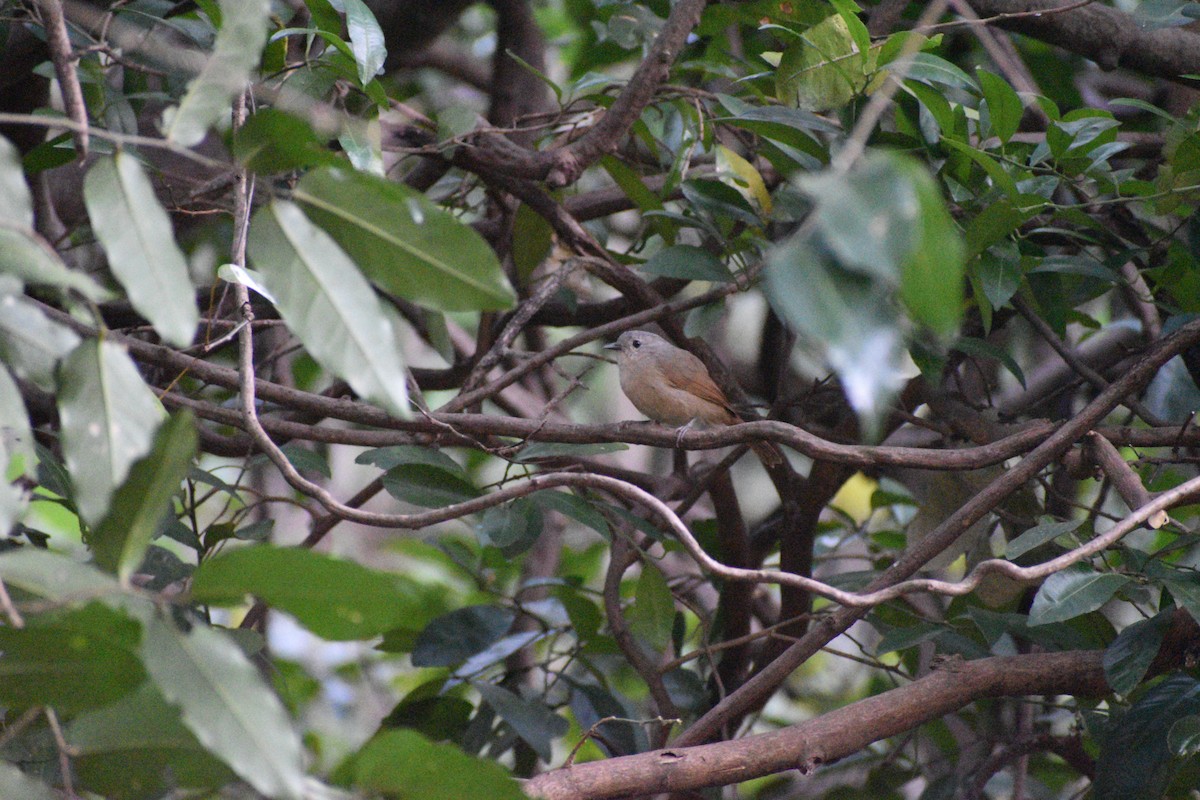 Brown-cheeked Fulvetta - ML647270824