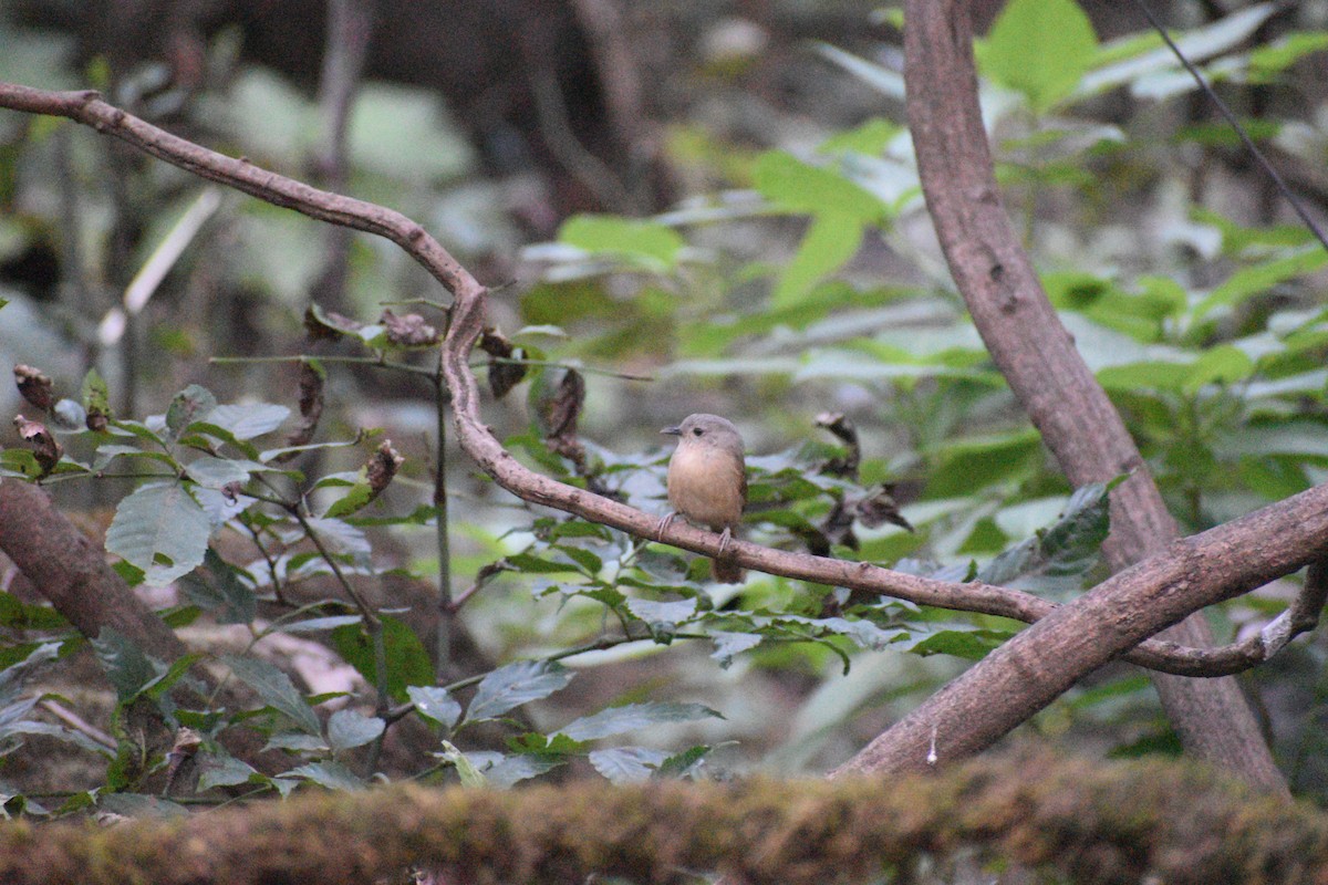 Brown-cheeked Fulvetta - ML647270825