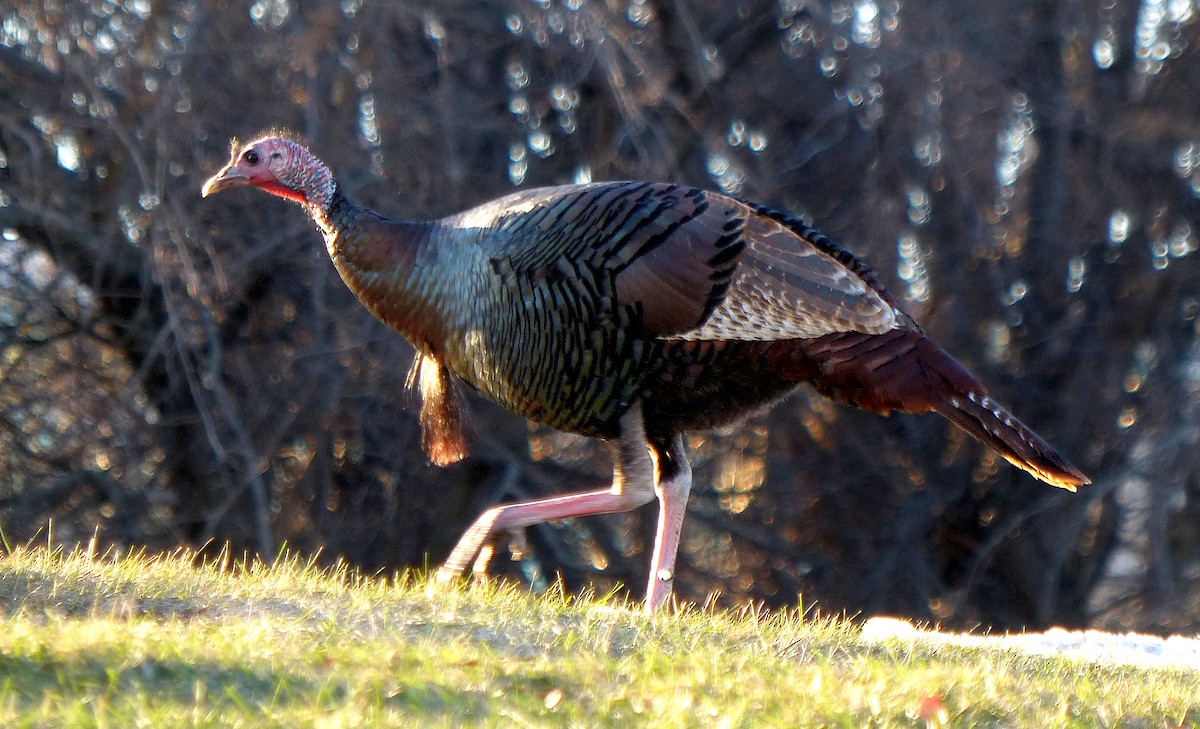 Wild Turkey - ML647270826