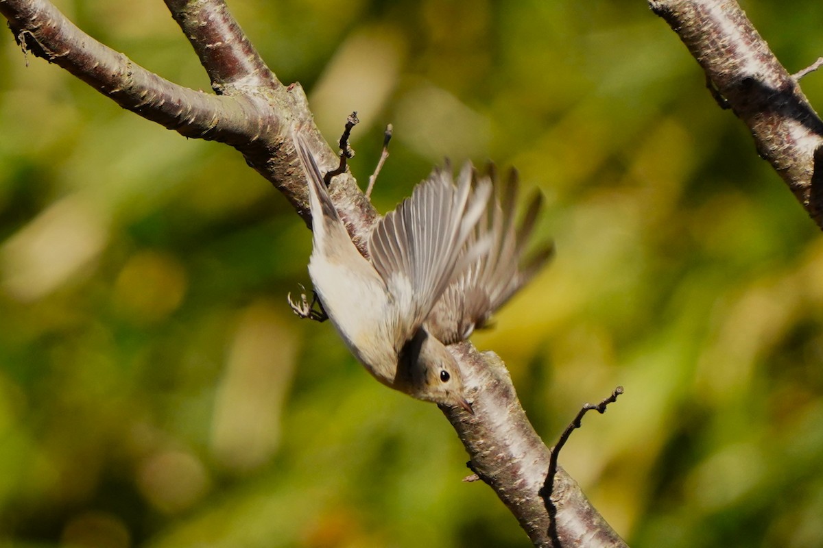 紅胸鶲 - ML647270829