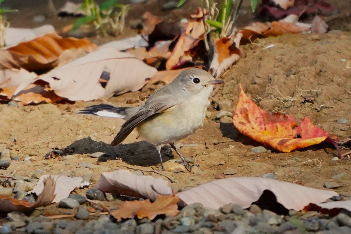 紅胸鶲 - ML647270830