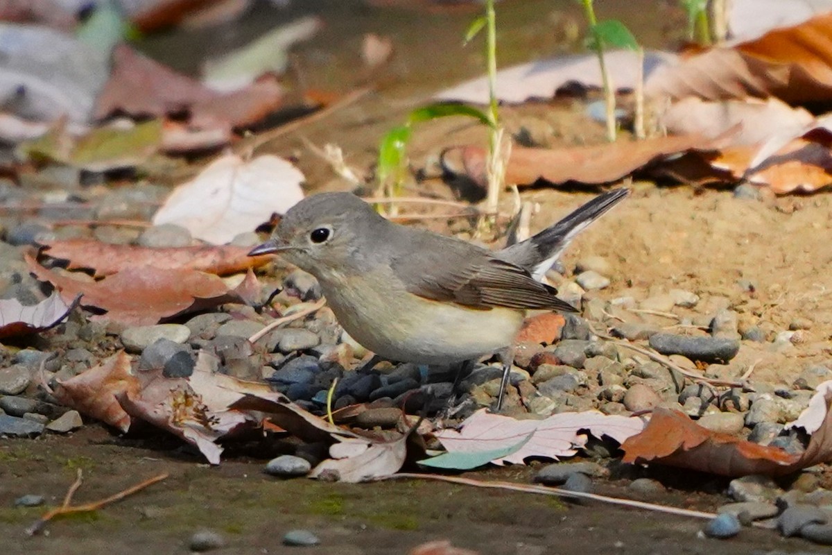 紅胸鶲 - ML647270831