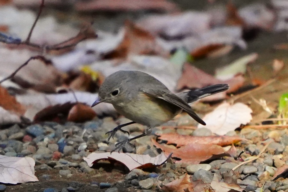 紅胸鶲 - ML647270832