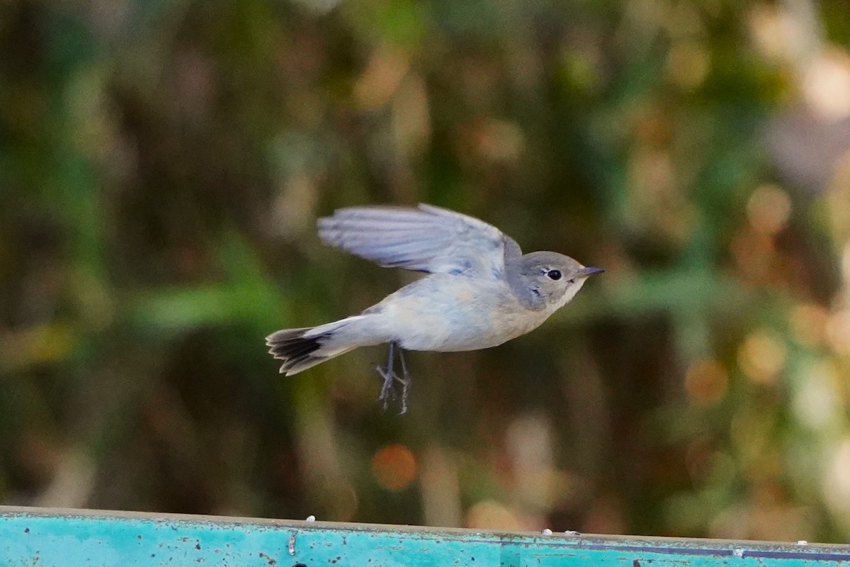 紅胸鶲 - ML647270833