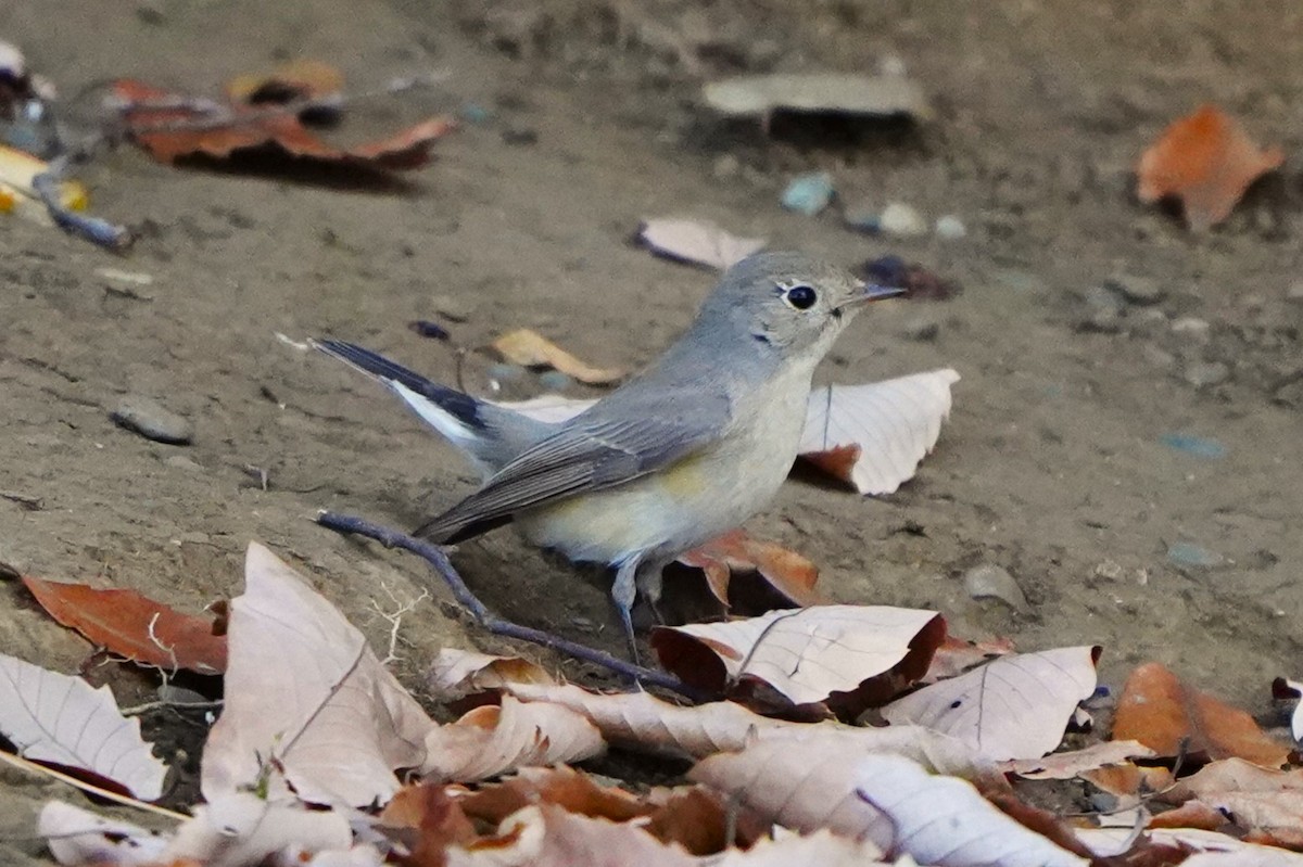 紅胸鶲 - ML647270834