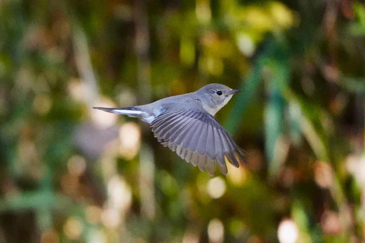 紅胸鶲 - ML647270835