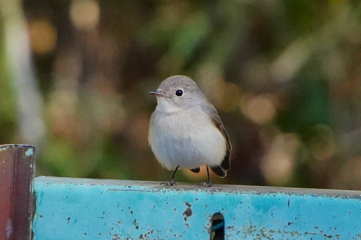 紅胸鶲 - ML647270836