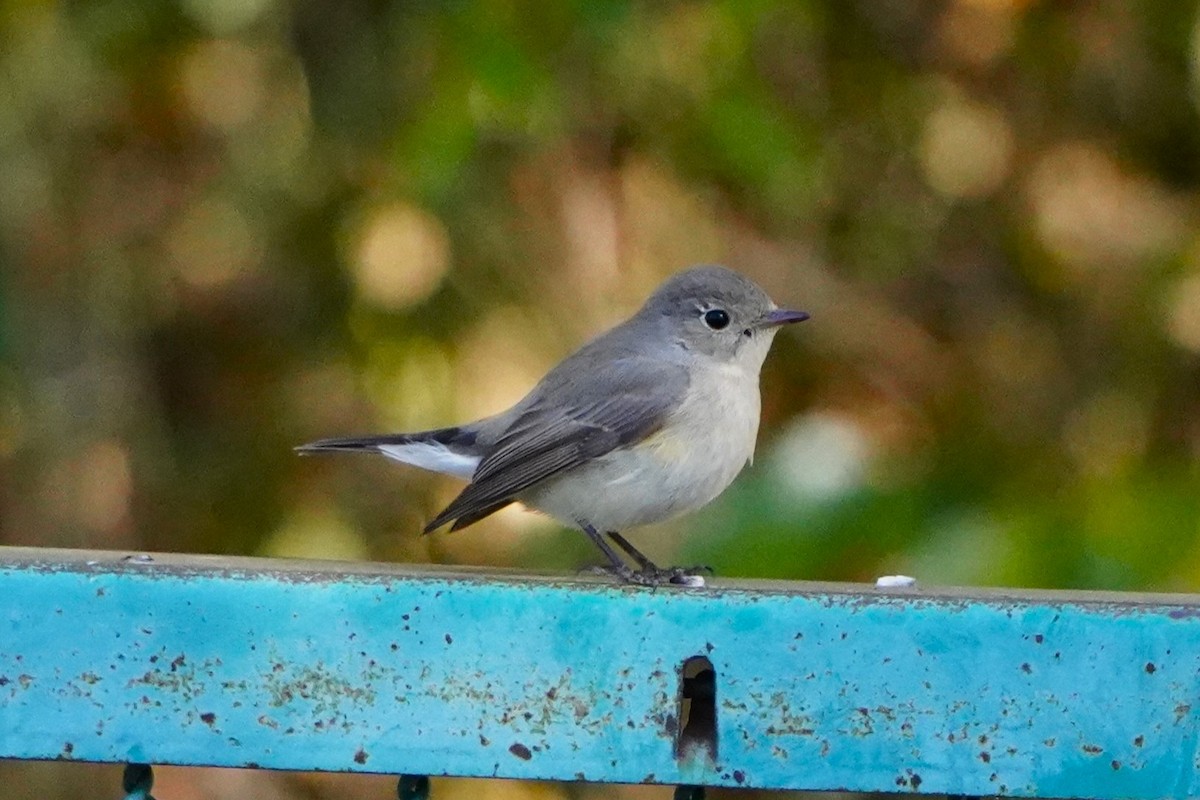 紅胸鶲 - ML647270837