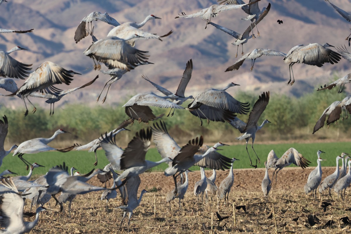 Grulla Canadiense - ML647270850