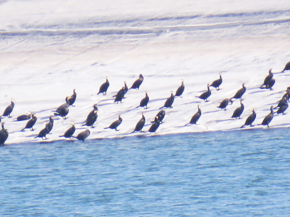 Большой баклан - ML647270857