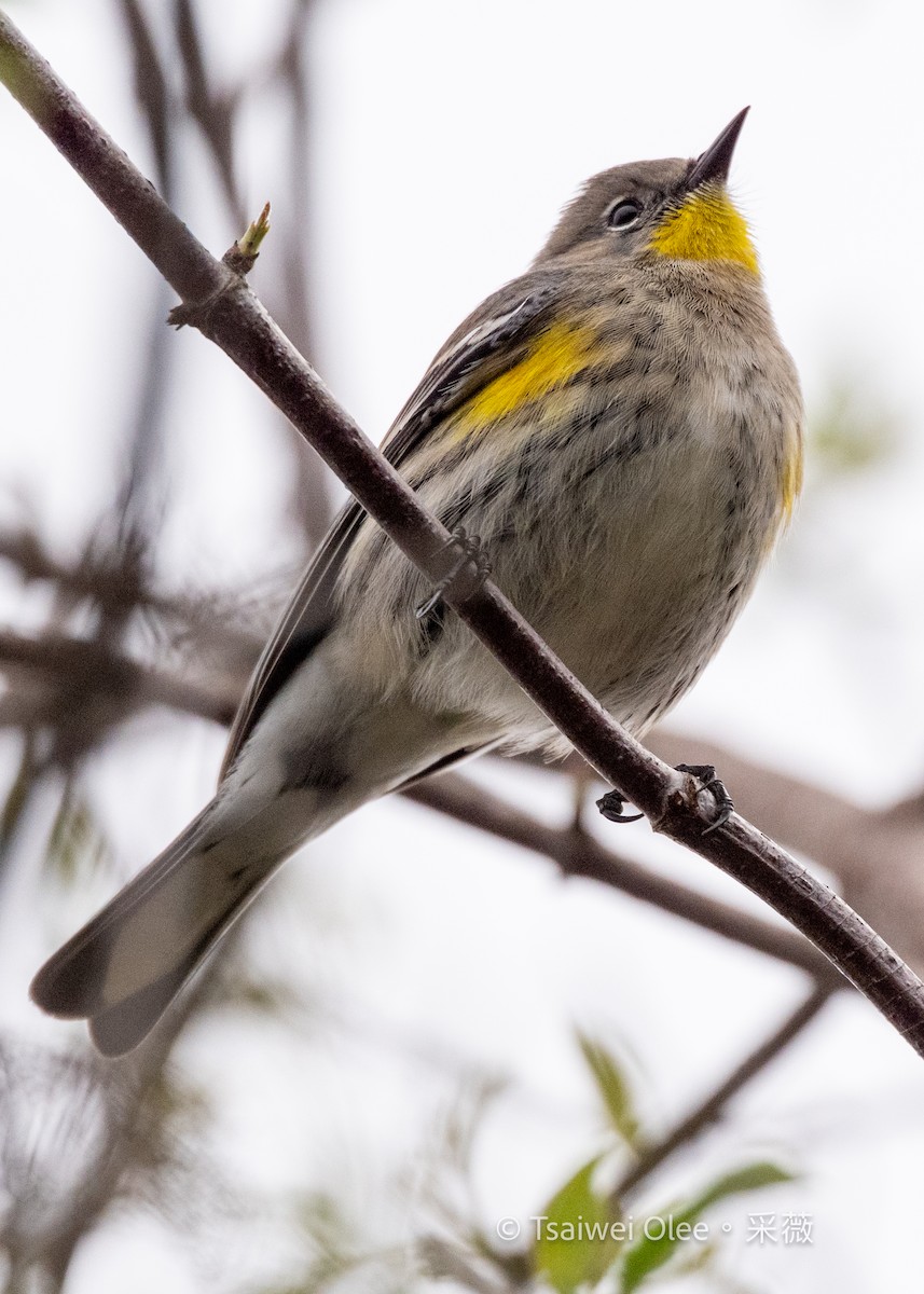 Yellow-rumped Warbler - ML647270859