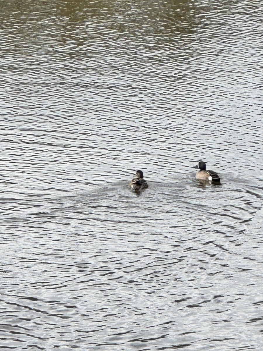 Blue-winged Teal - ML647270863