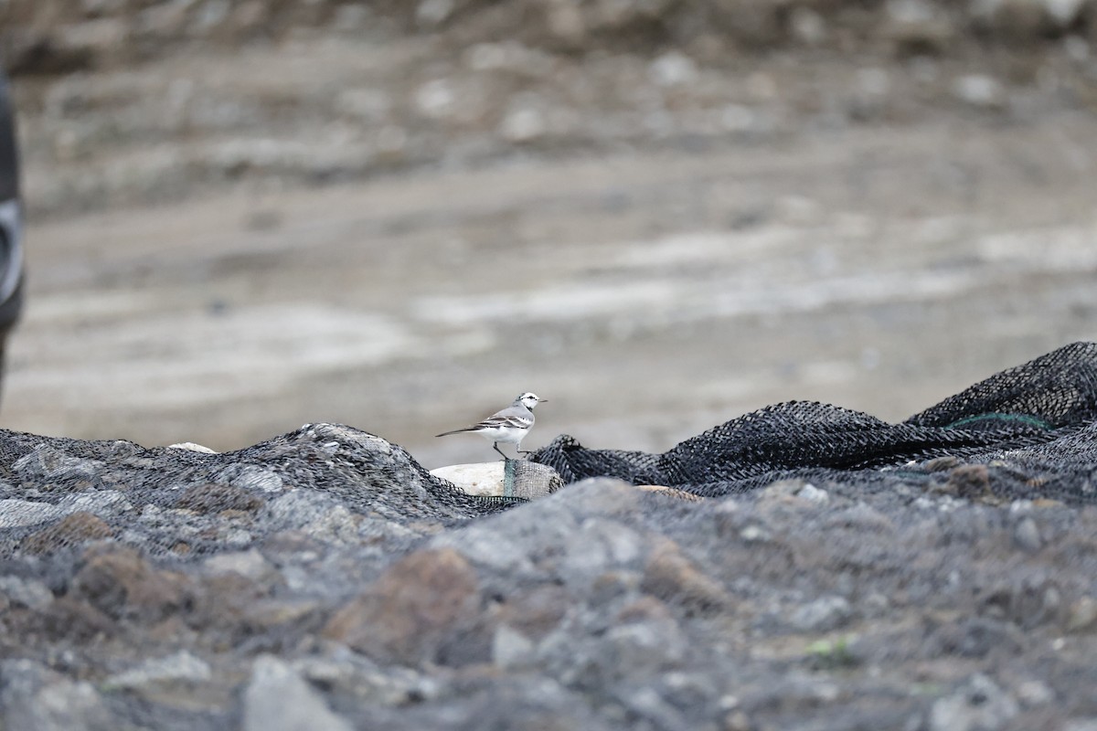 White Wagtail (ocularis) - ML647270868