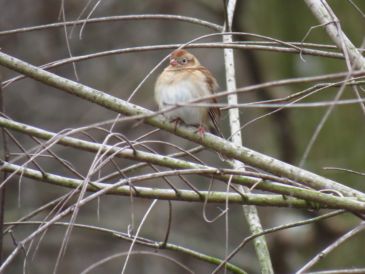 Field Sparrow - ML647270869