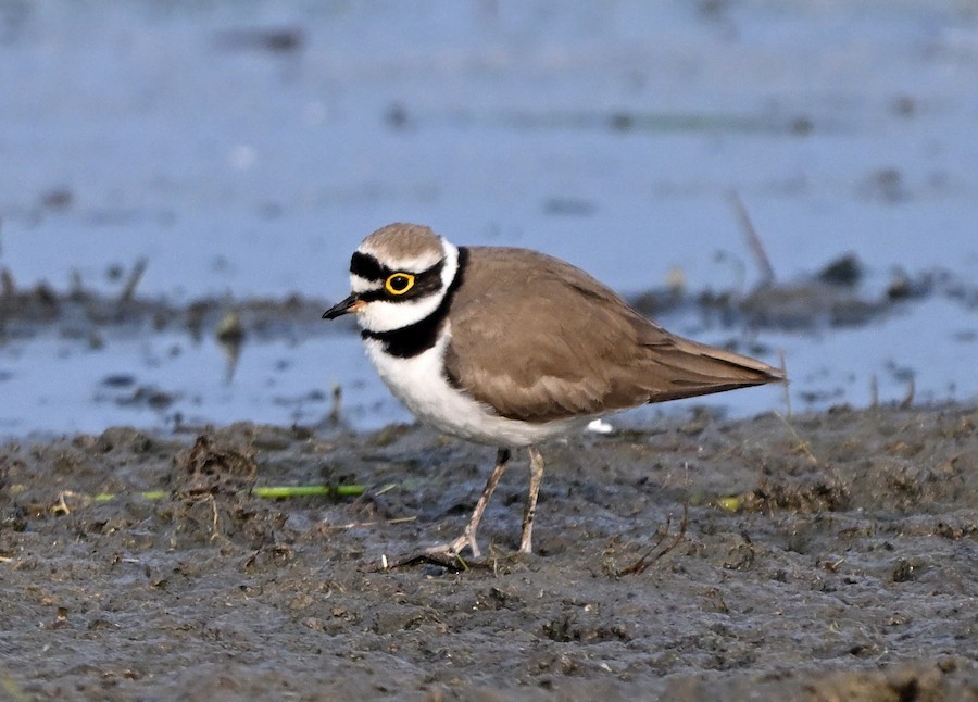 Little Ringed Plover - ML647270874