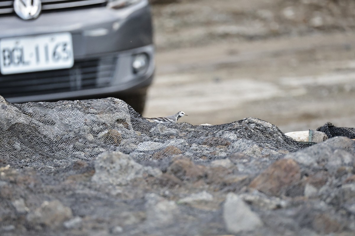White Wagtail (ocularis) - ML647270875