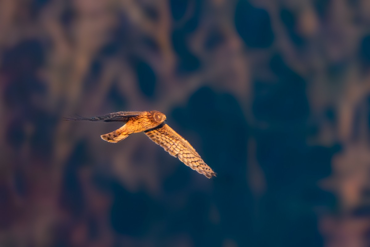 Northern Harrier - ML647270876