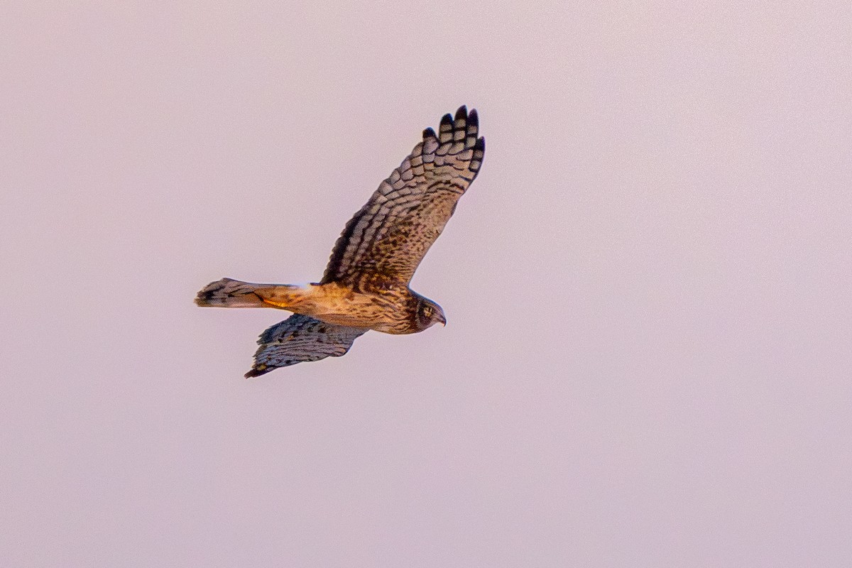 Northern Harrier - ML647270877