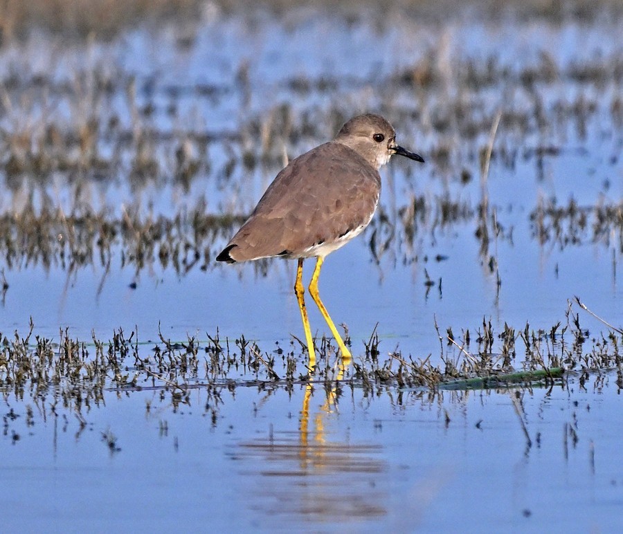 White-tailed Lapwing - ML647270881