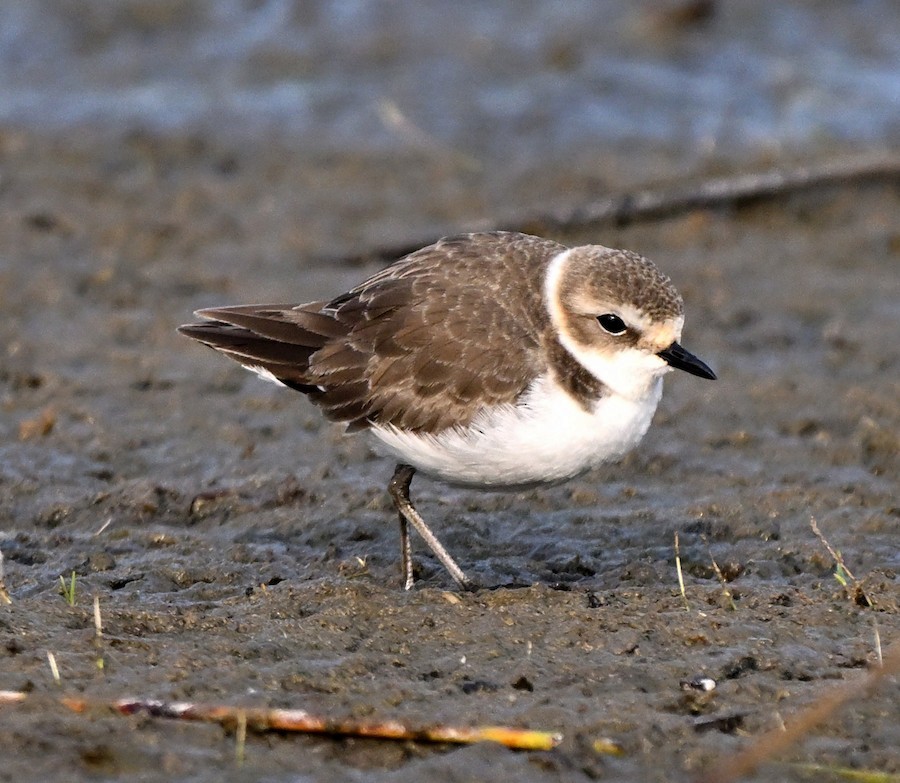 Kentish Plover - ML647270884