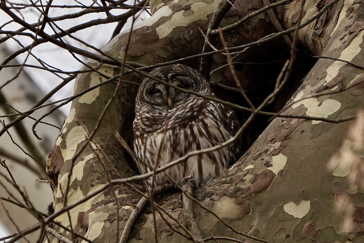 Barred Owl - ML647270885