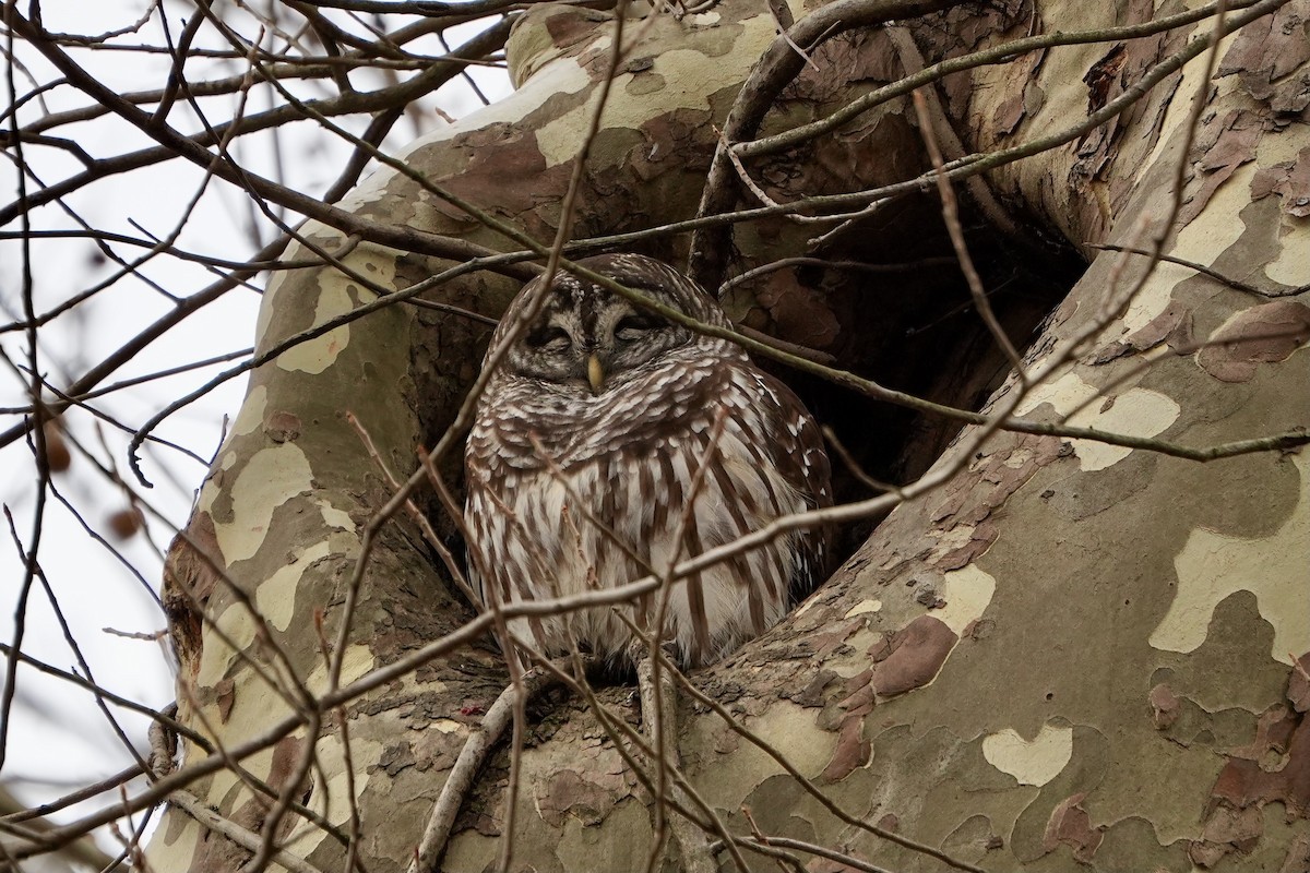 Barred Owl - ML647270886