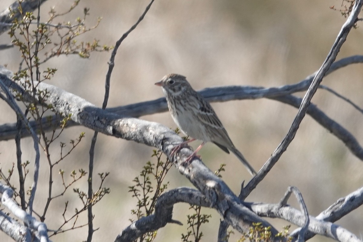 Vesper Sparrow - ML647270887