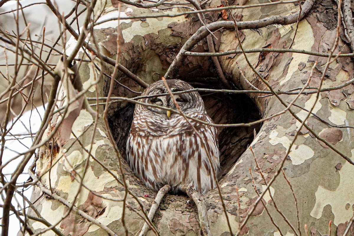 Barred Owl - ML647270888