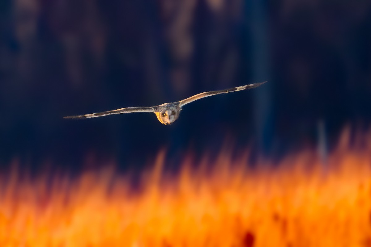 Short-eared Owl - ML647270889