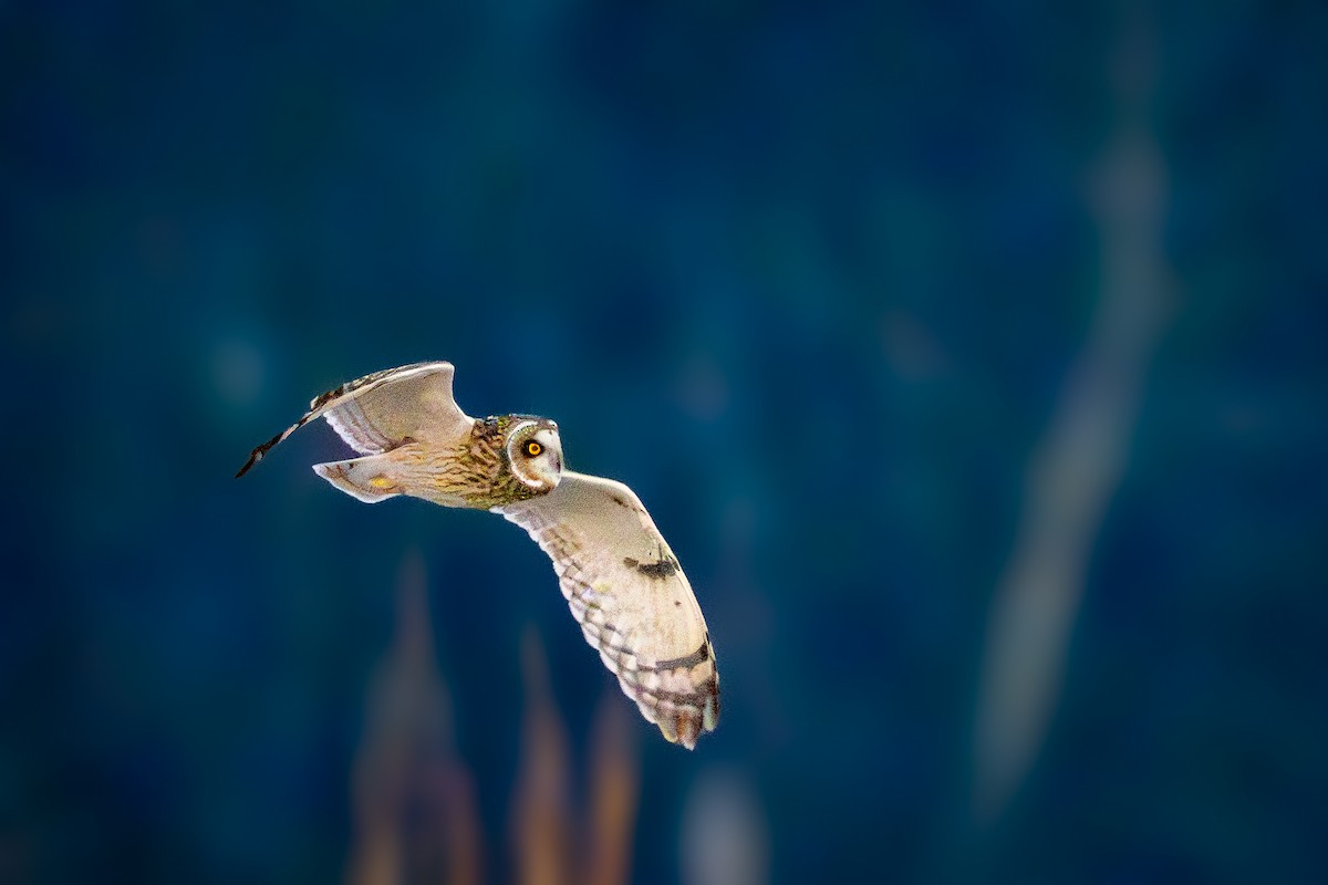 Short-eared Owl - ML647270890