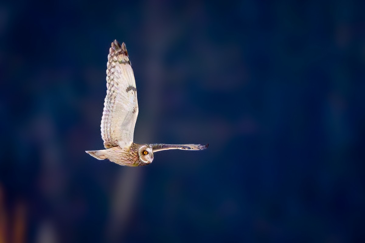 Short-eared Owl - ML647270891