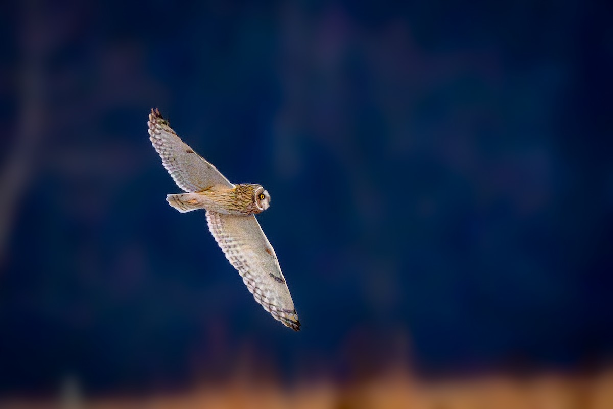 Short-eared Owl - ML647270892