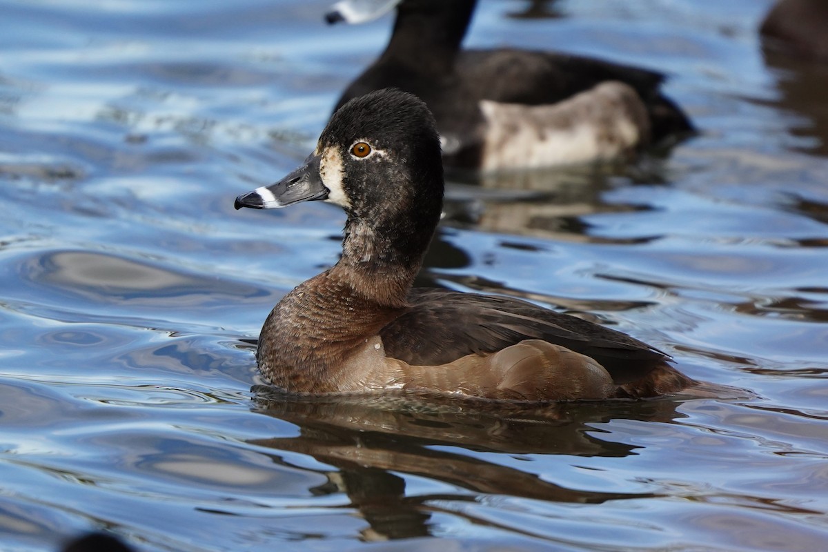 Ring-necked Duck - ML647270894