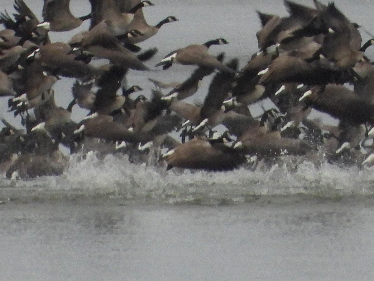 Cackling Goose - ML647270896